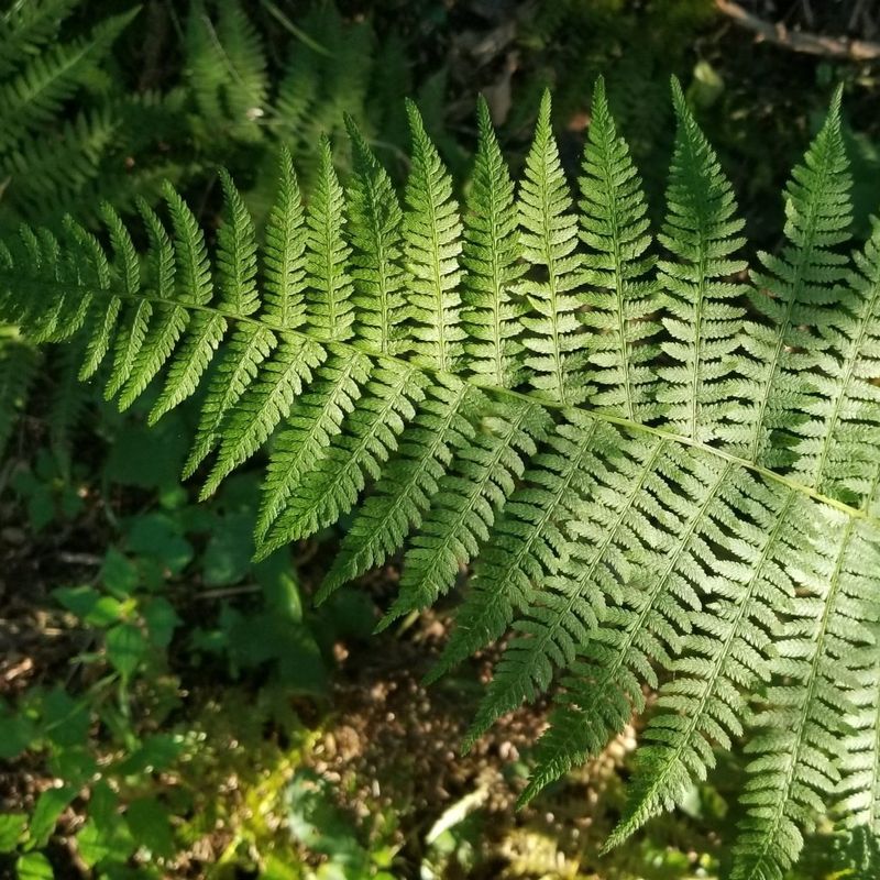 Lady Fern (Athyrium filix-femina)