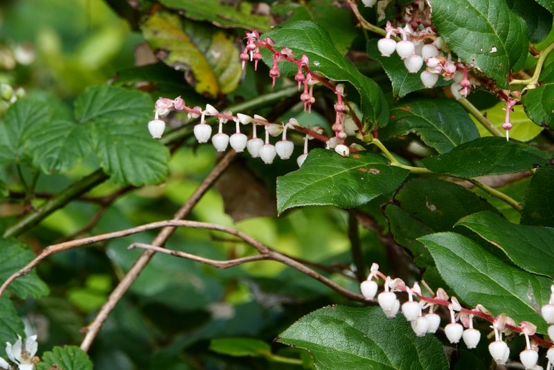 Salal (Gaultheria shallon)