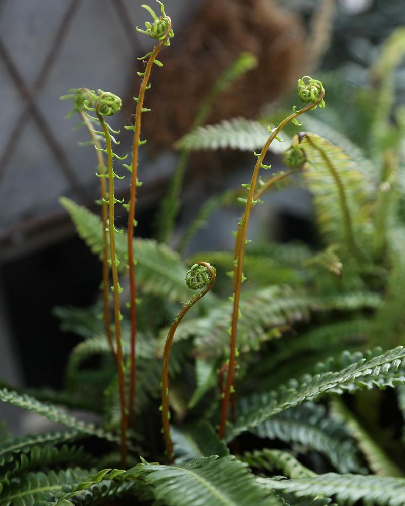 Deer Fern (Blechnum spicant)