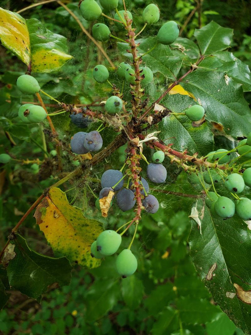 Oregon Grape