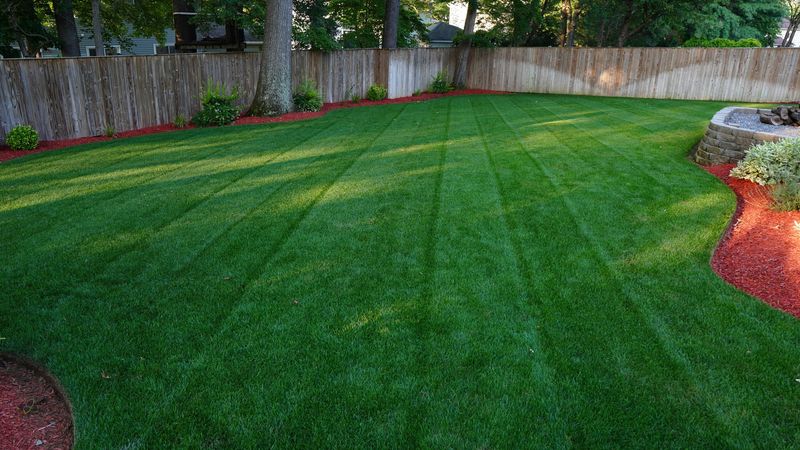 Perennial Ryegrass