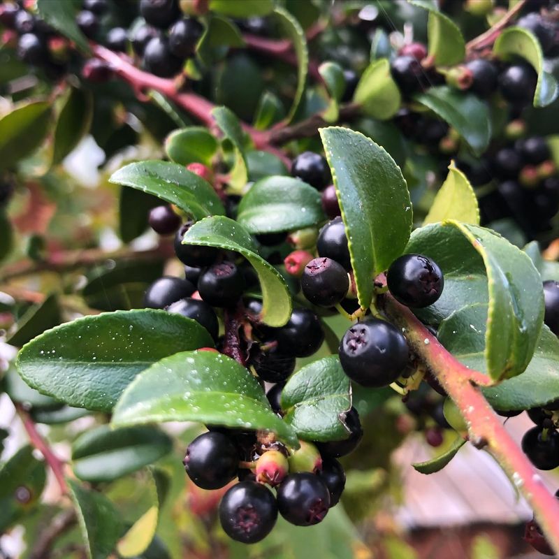 Evergreen Huckleberry (Vaccinium ovatum)