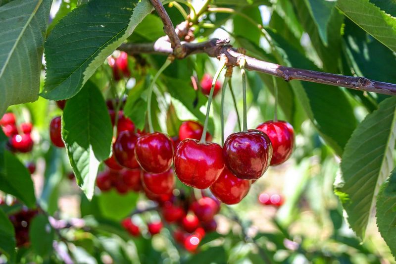 Winter-Hardy Cherries