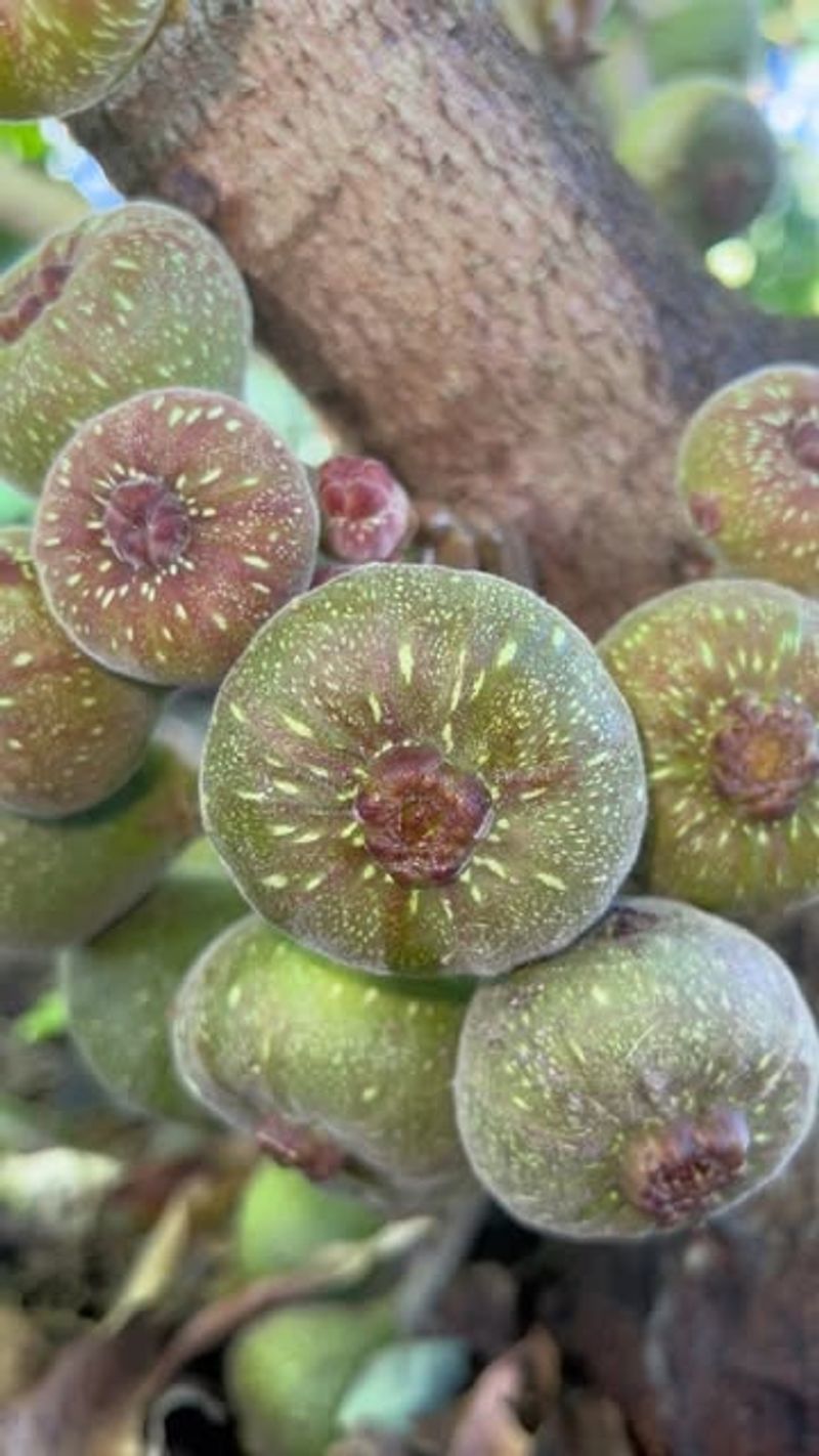 Aromatic Figs