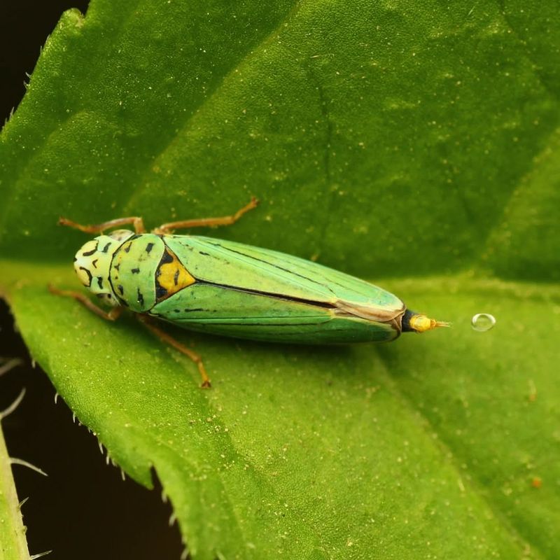 Leafhoppers