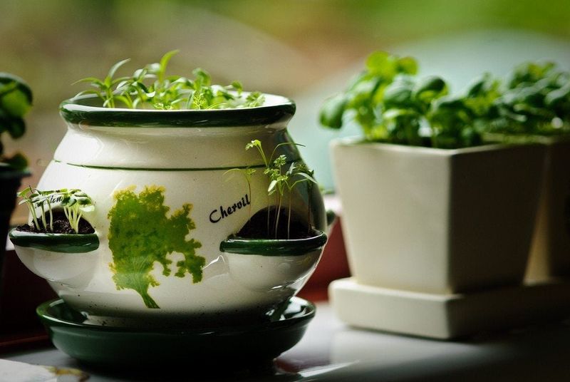 Chervil