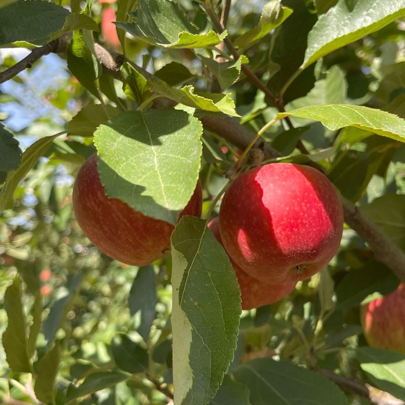 Crisp Apples