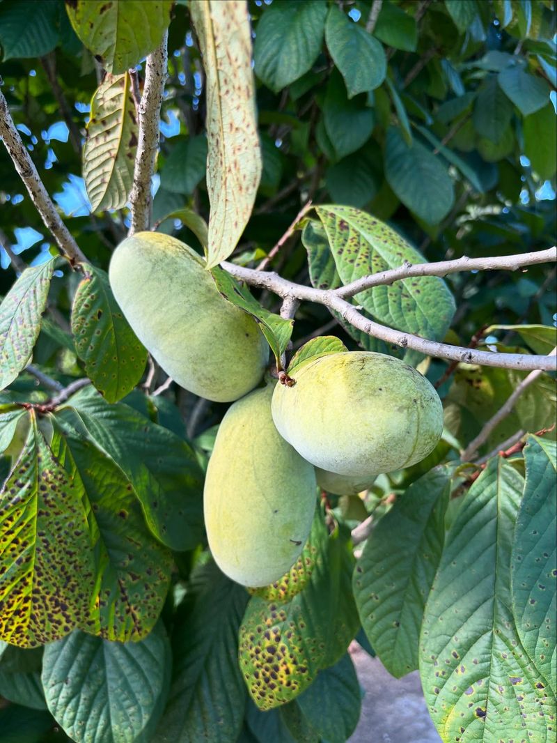 Native Pawpaw