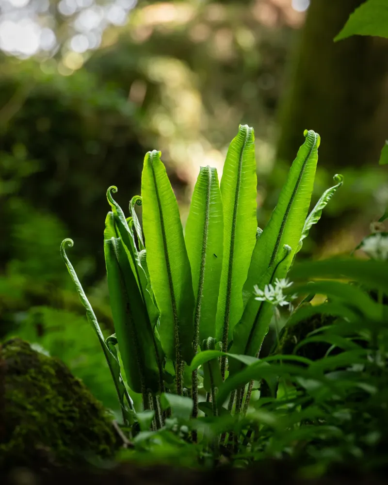 Hart's Tongue Ferns
