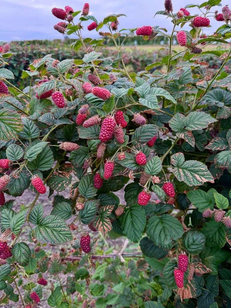 Tayberries