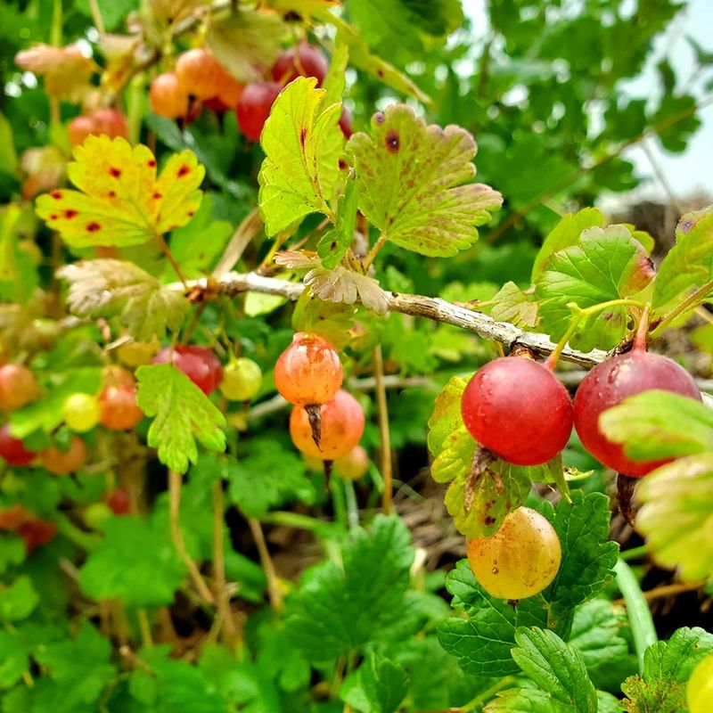 Gooseberries