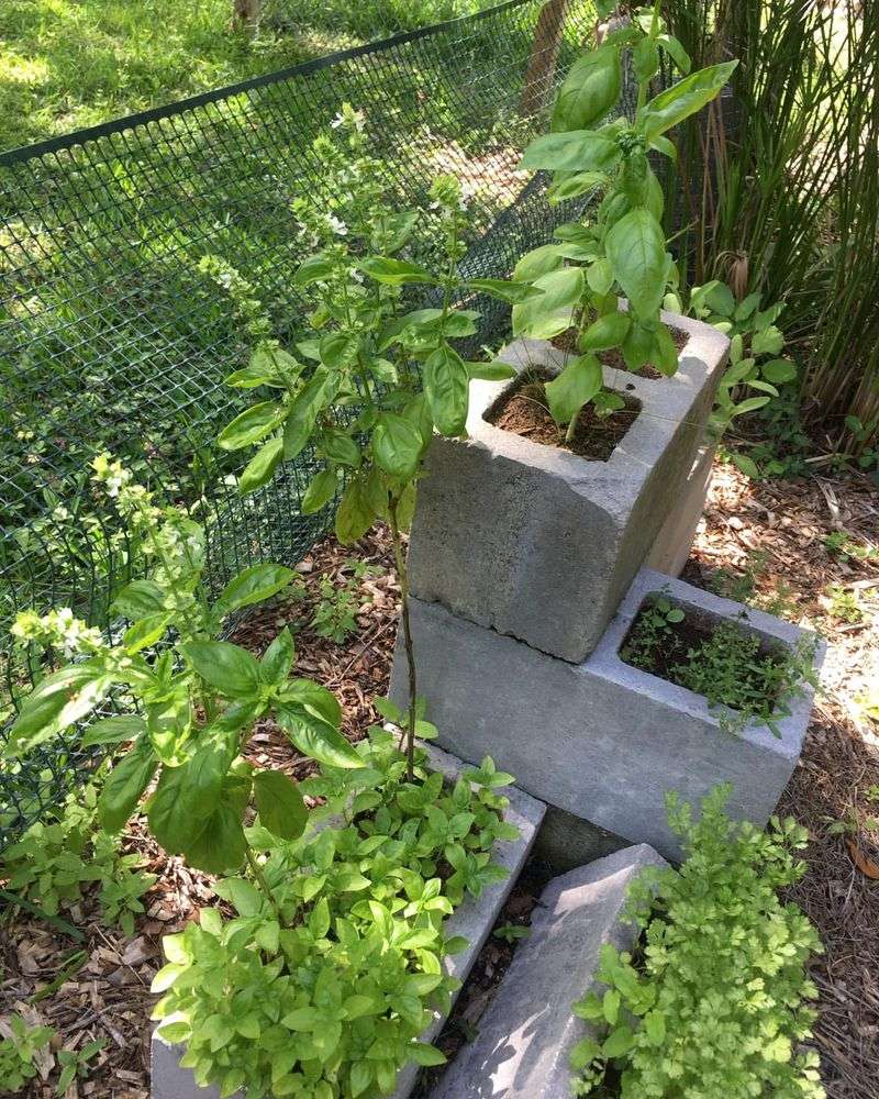 Cinderblock Herb Garden