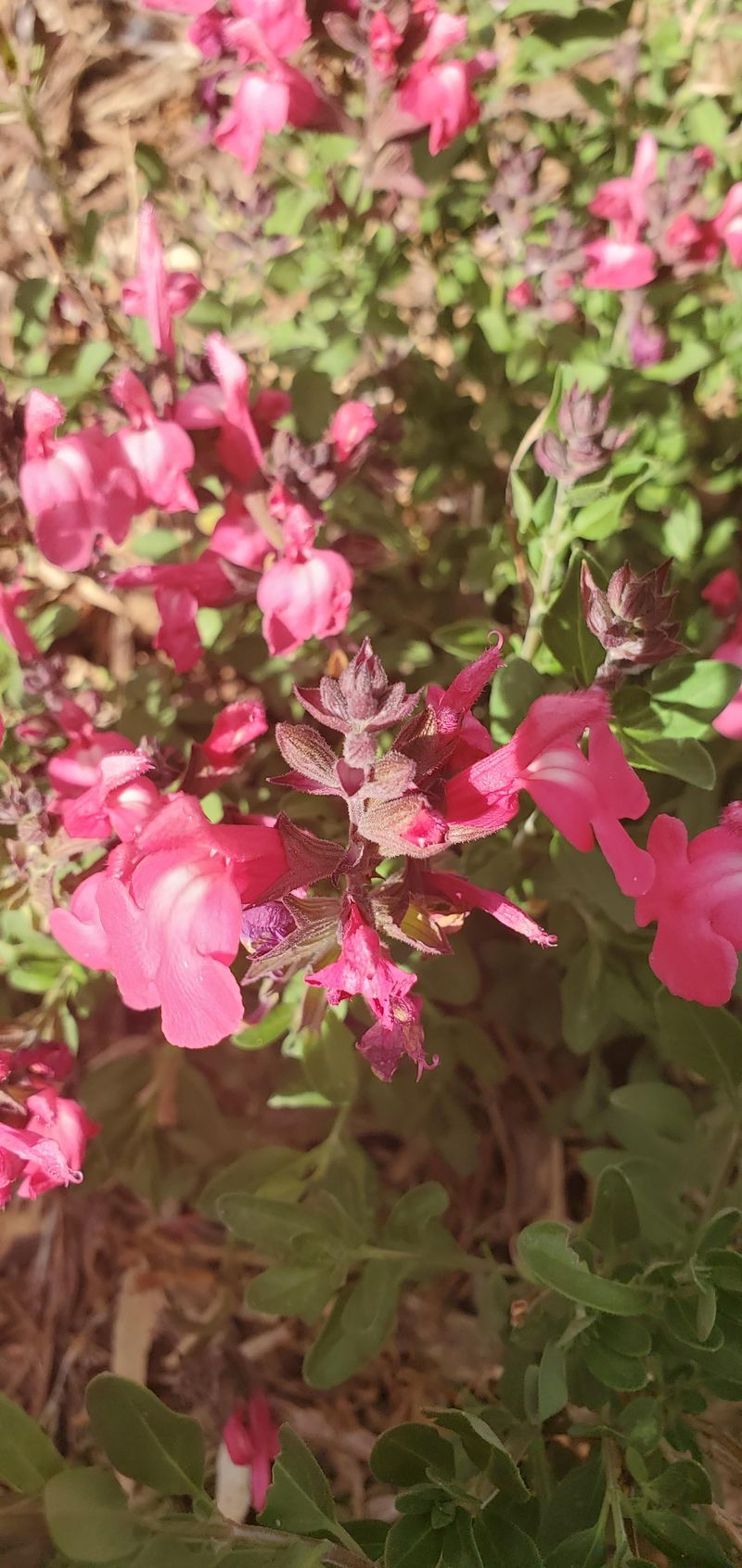 Autumn Sage