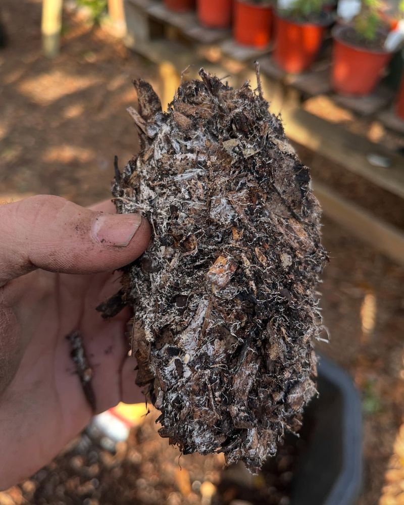 Proper Potting Media