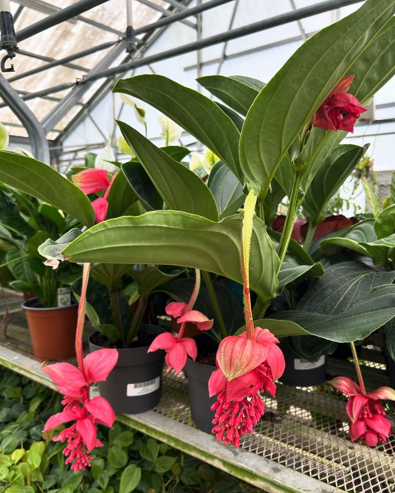 Optimal Plant Placement