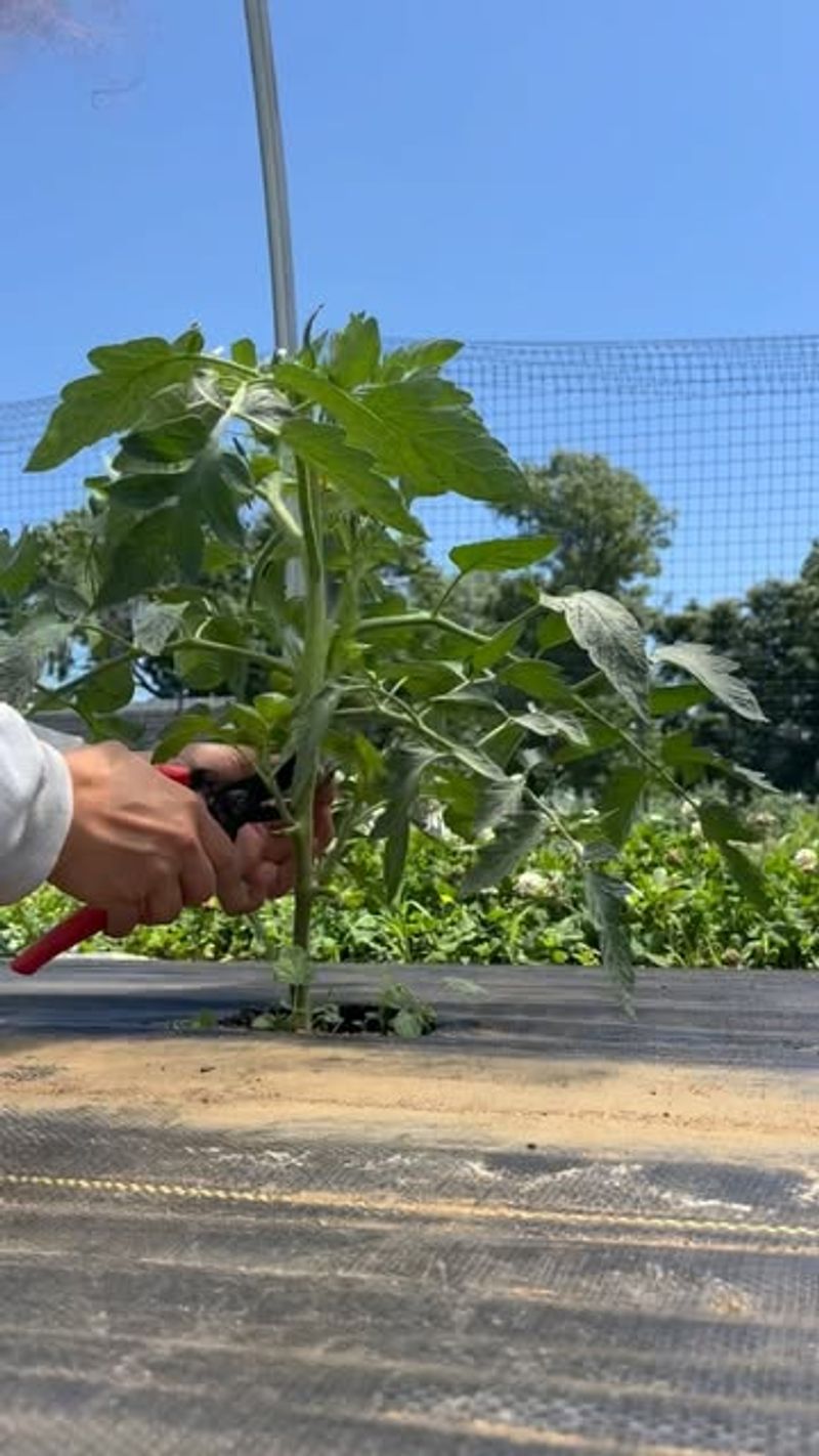 Strategic Pre-Vacation Pruning