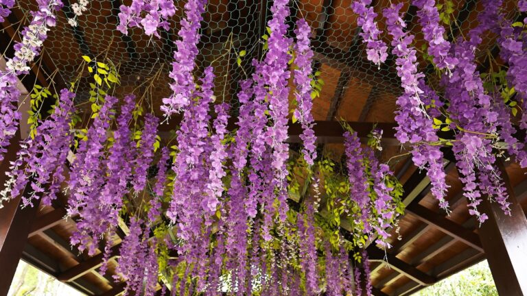 Wisteria