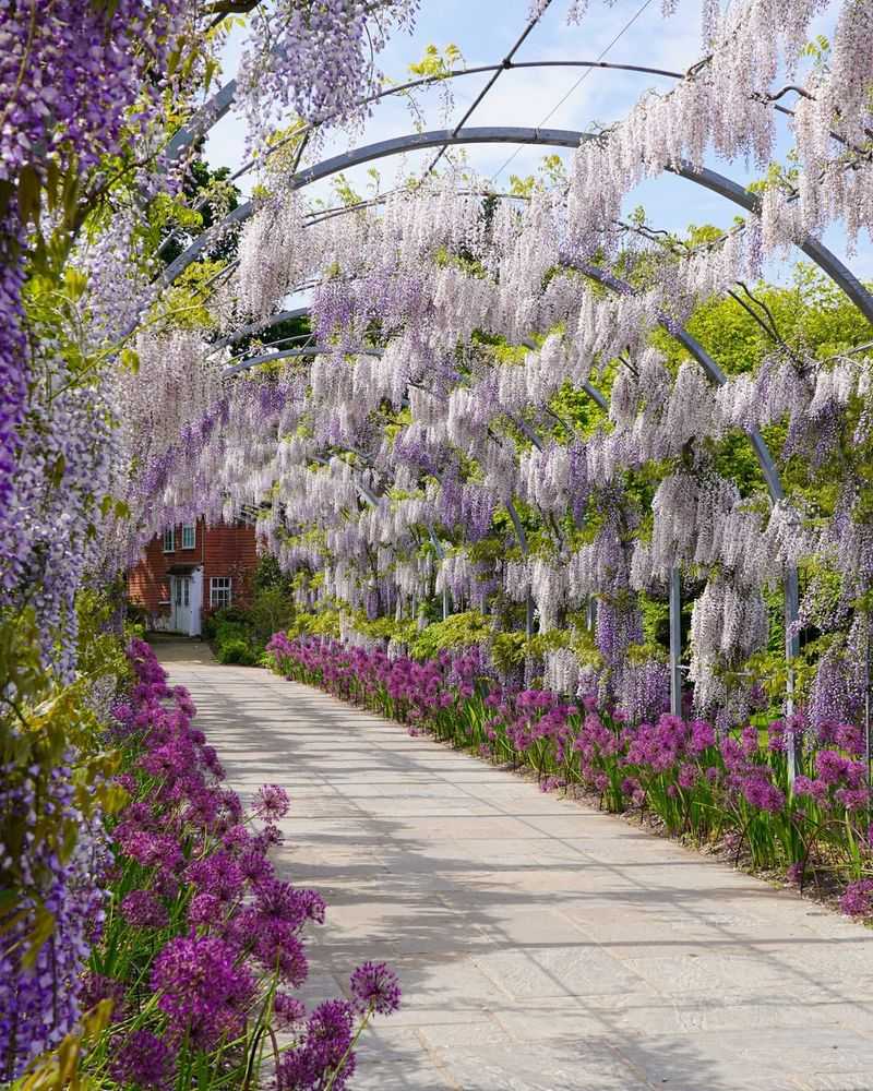 Wisteria