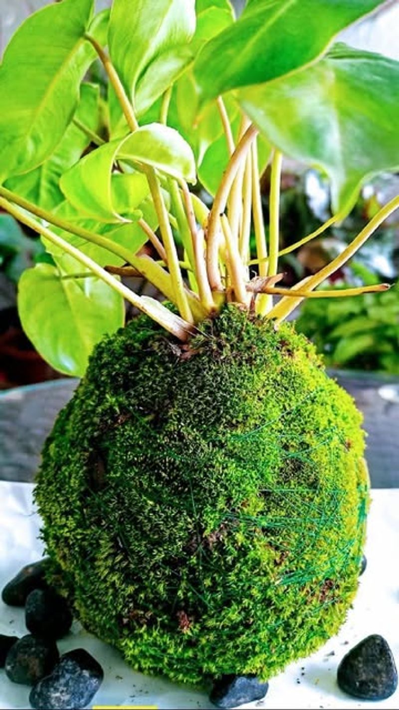 Hanging Kokedama String Gardens