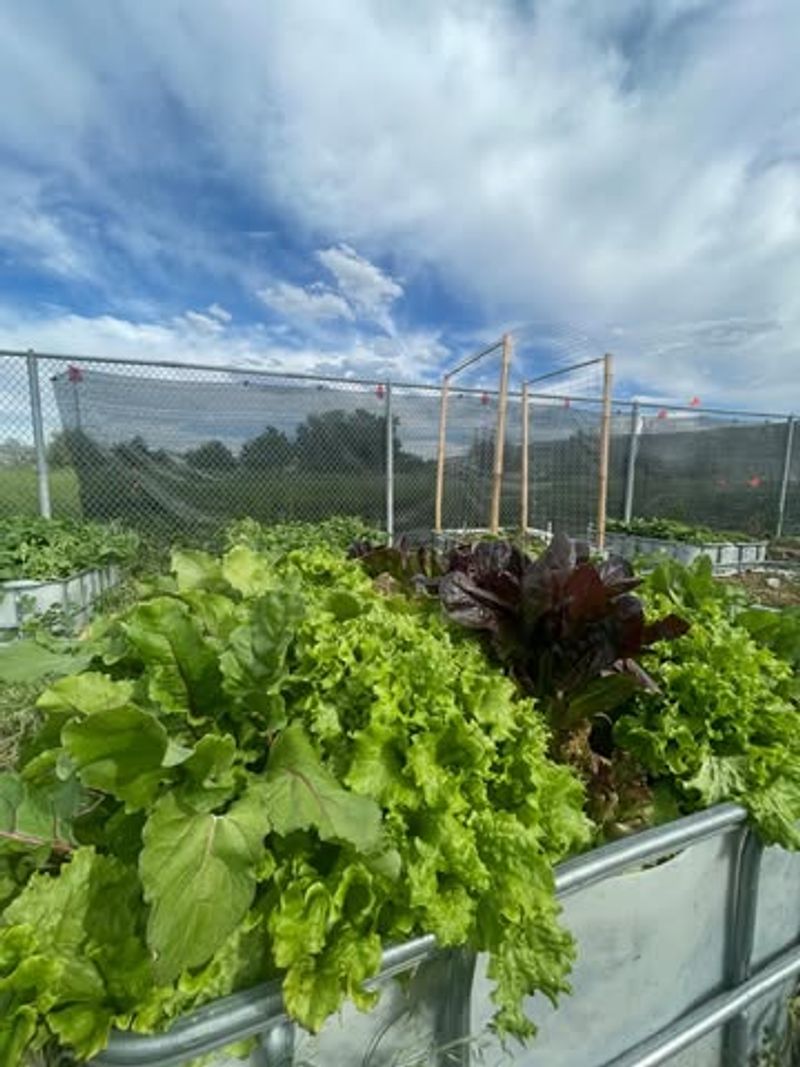 Apply Organic Fertilizer