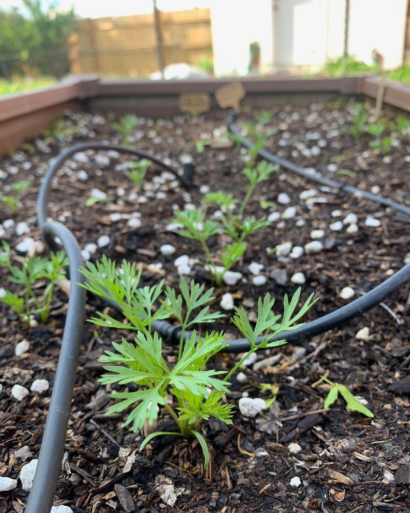Plant Cool-Season Vegetables