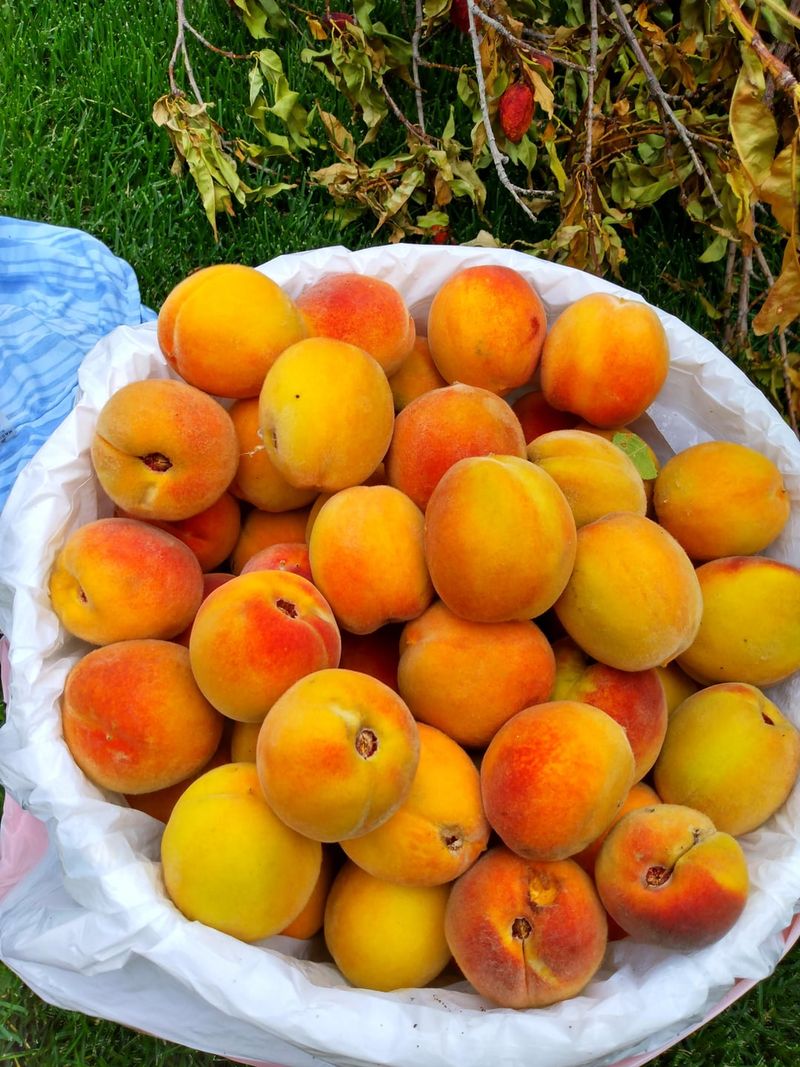 Peaches