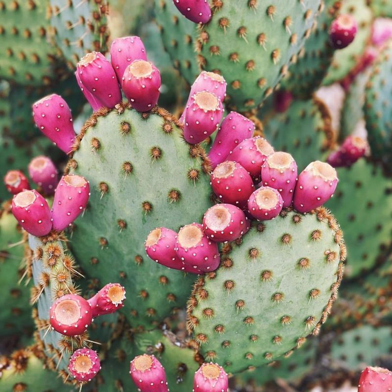 Prickly Pear Blossom Placecards