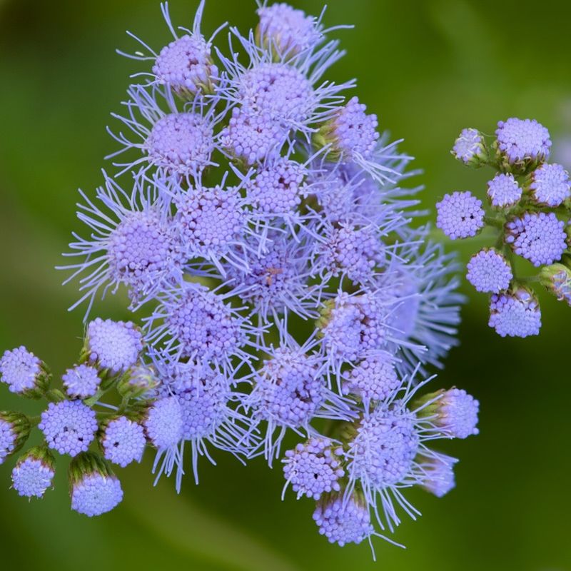 Gregg's Mistflower (Conoclinium greggii)