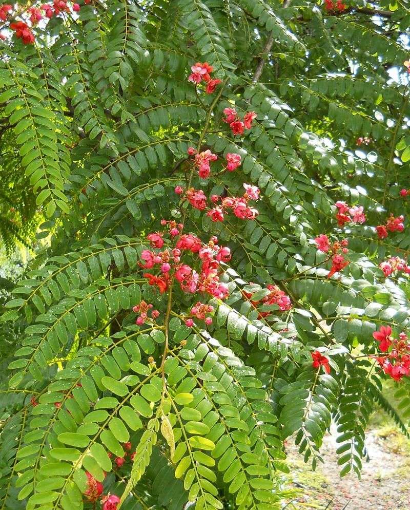 Pride of Barbados' Summer Height Surge