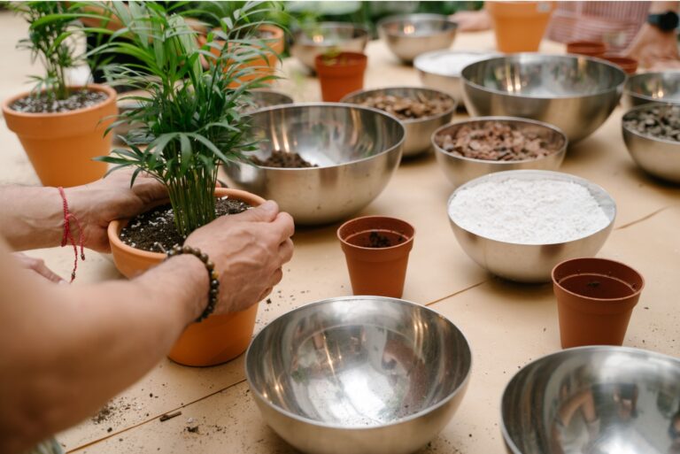 gardener divides a plant on the table