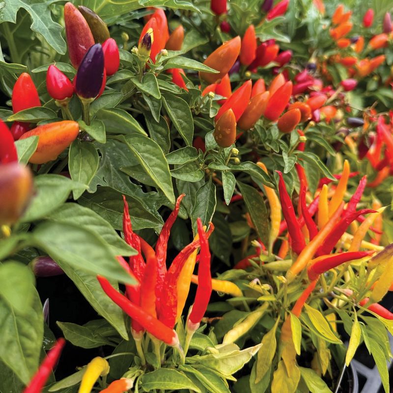 Ornamental Peppers