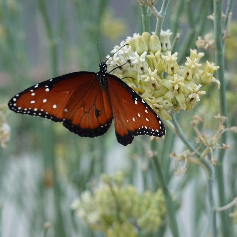 Desert Milkweed