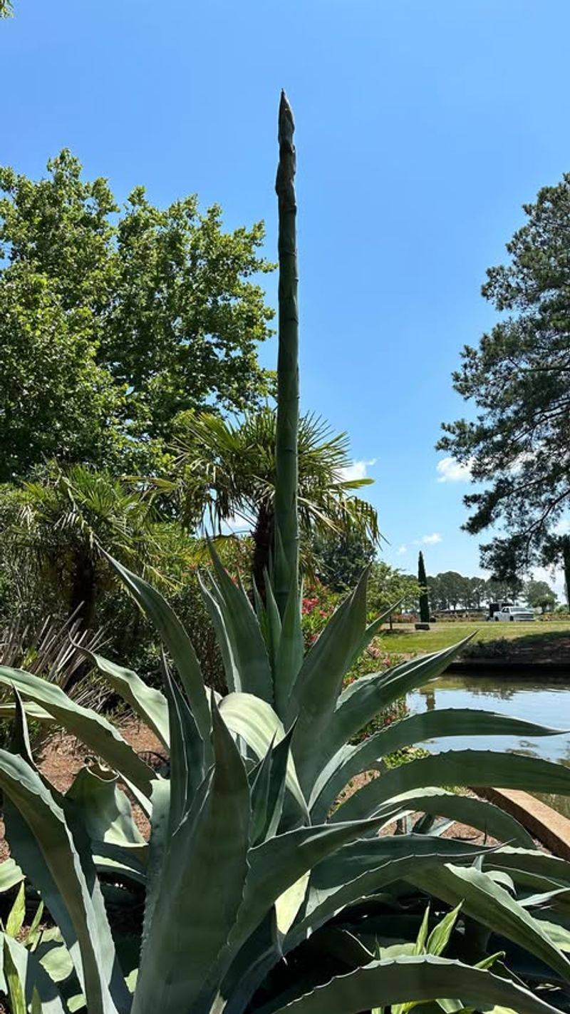 Agave