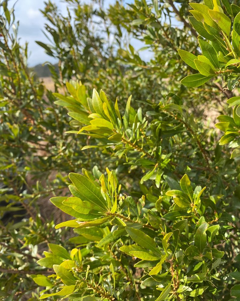 Wax Myrtle's Boundary-Breaking Height