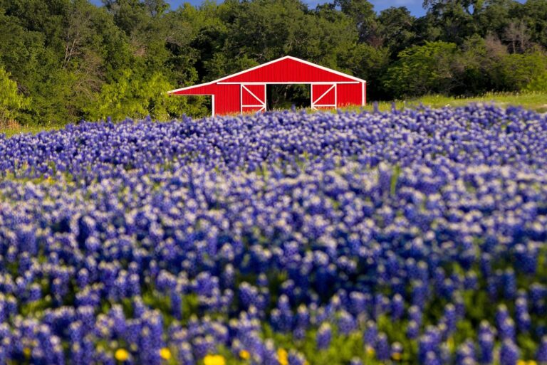 barn in a filed of bluebonnets texas
