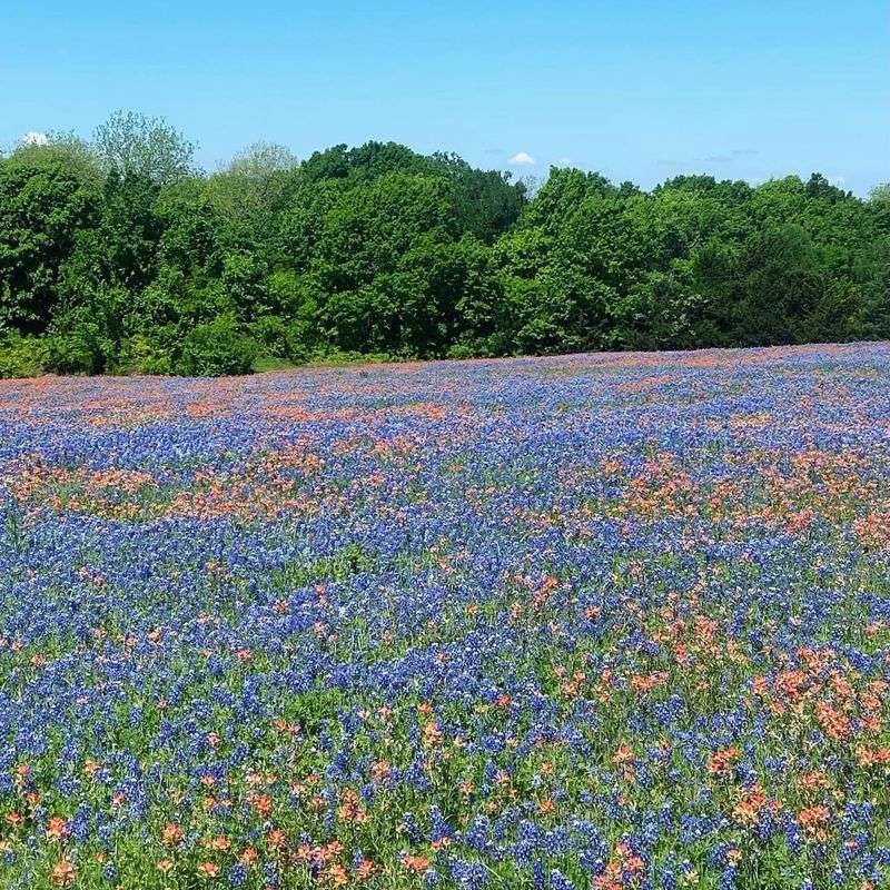 Ennis: The Official Bluebonnet City