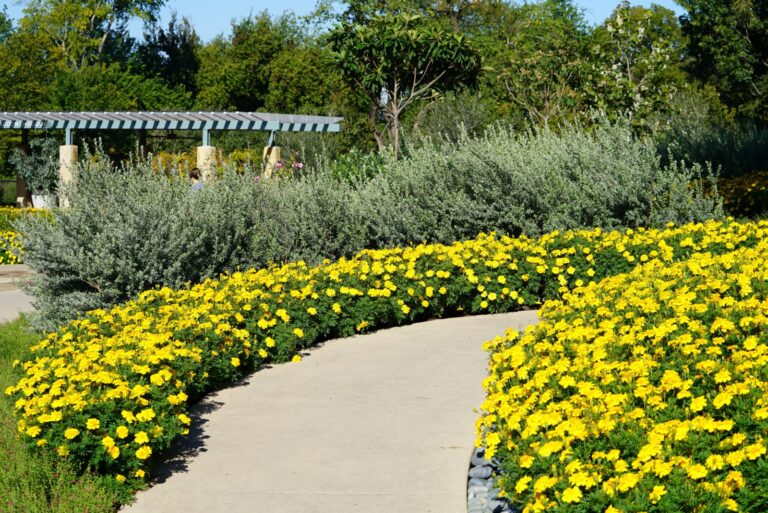 Yellow marigold flowers along a pathway during a warm day in Texas