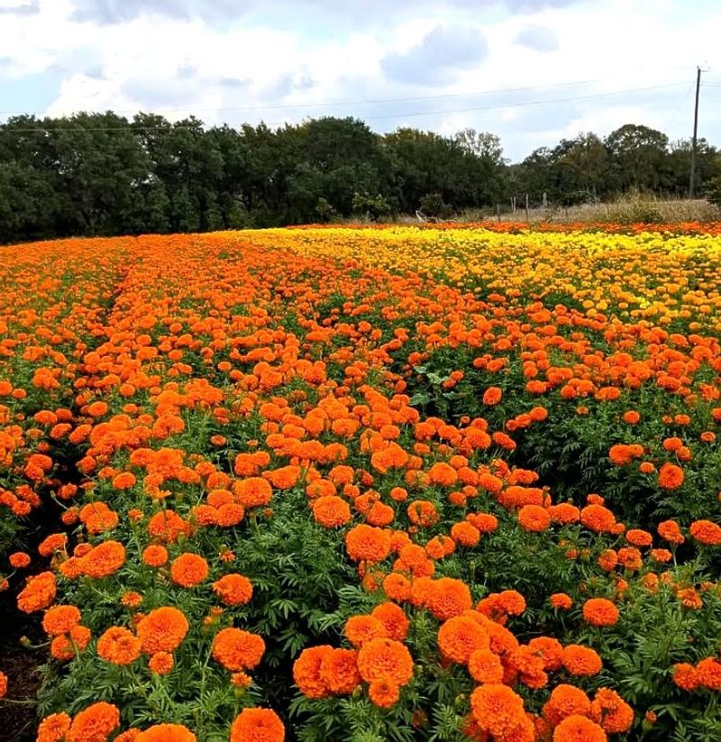 Fredericksburg's Marigold Mile
