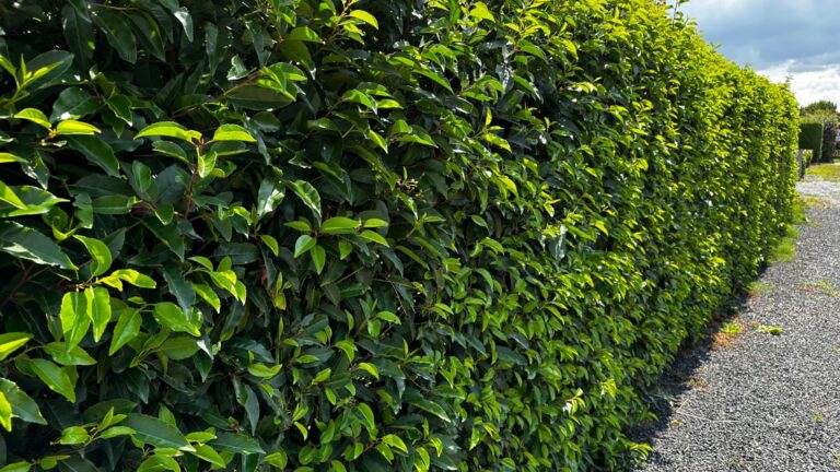 Cherry Laurel hedge