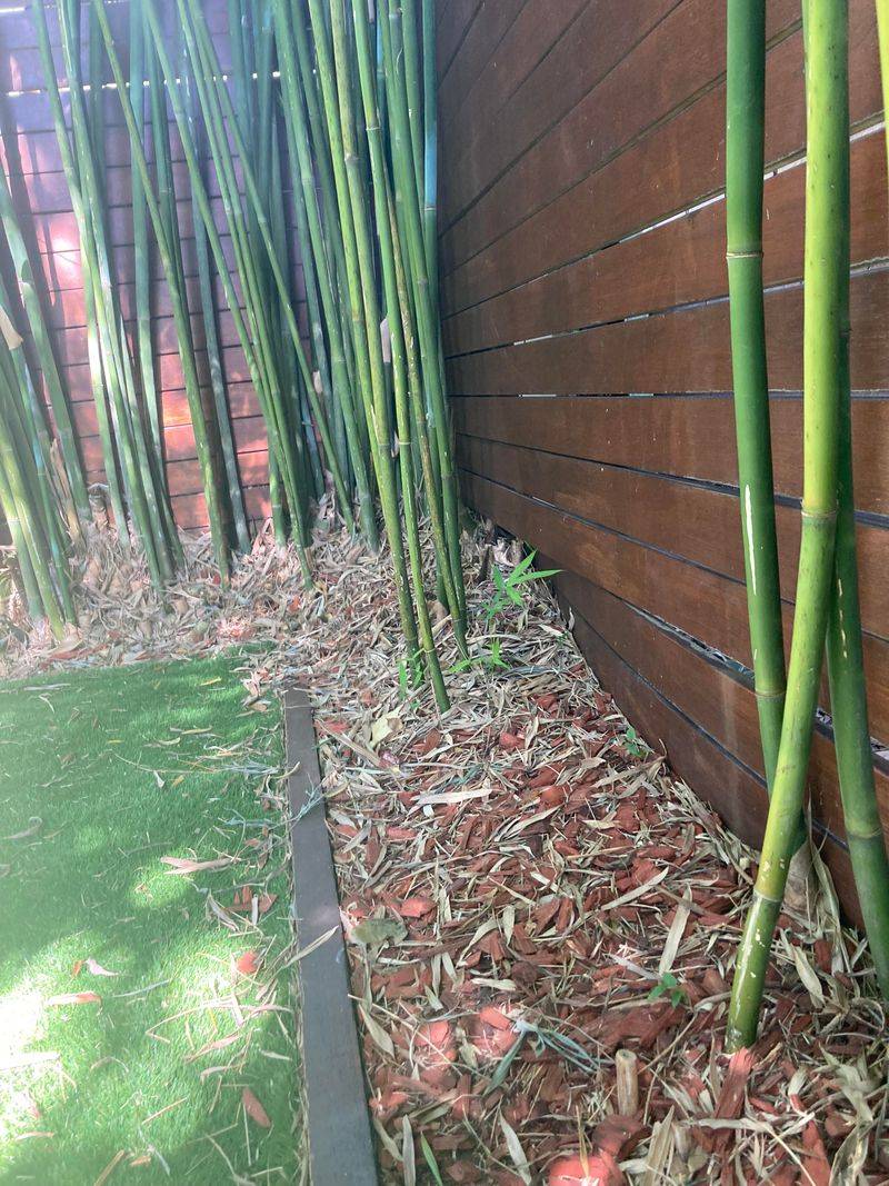 Clumping Bamboo