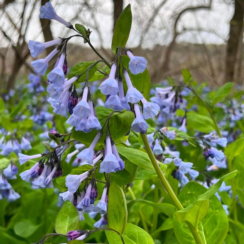 Seasonal Blooming Differences