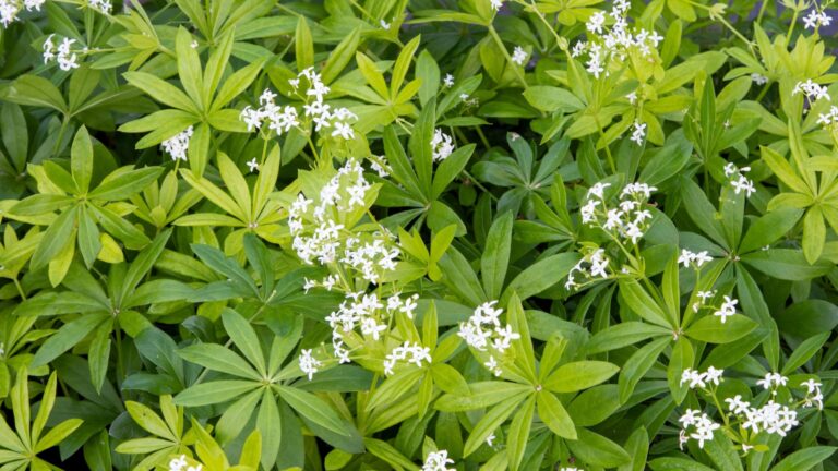 Sweet Woodruff