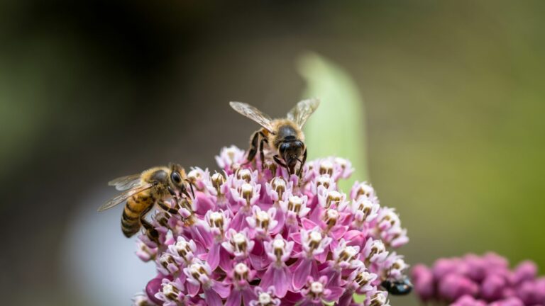 bees on milkweed