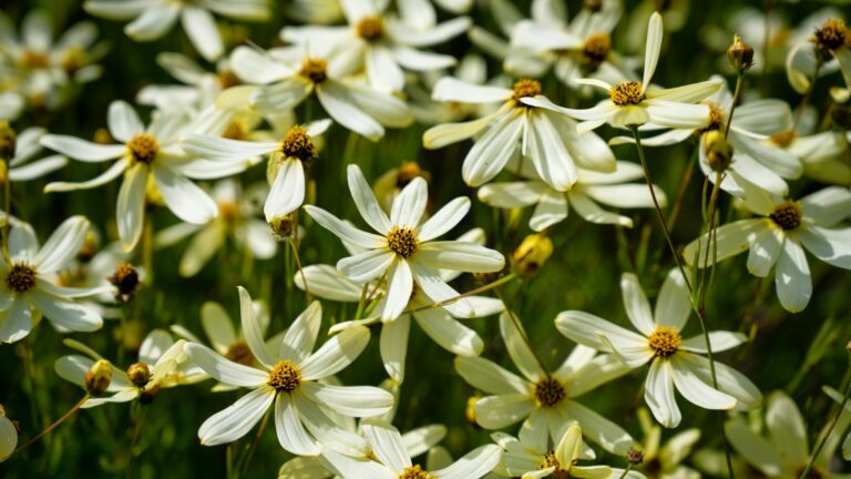 Coreopsis 'Moonbeam'