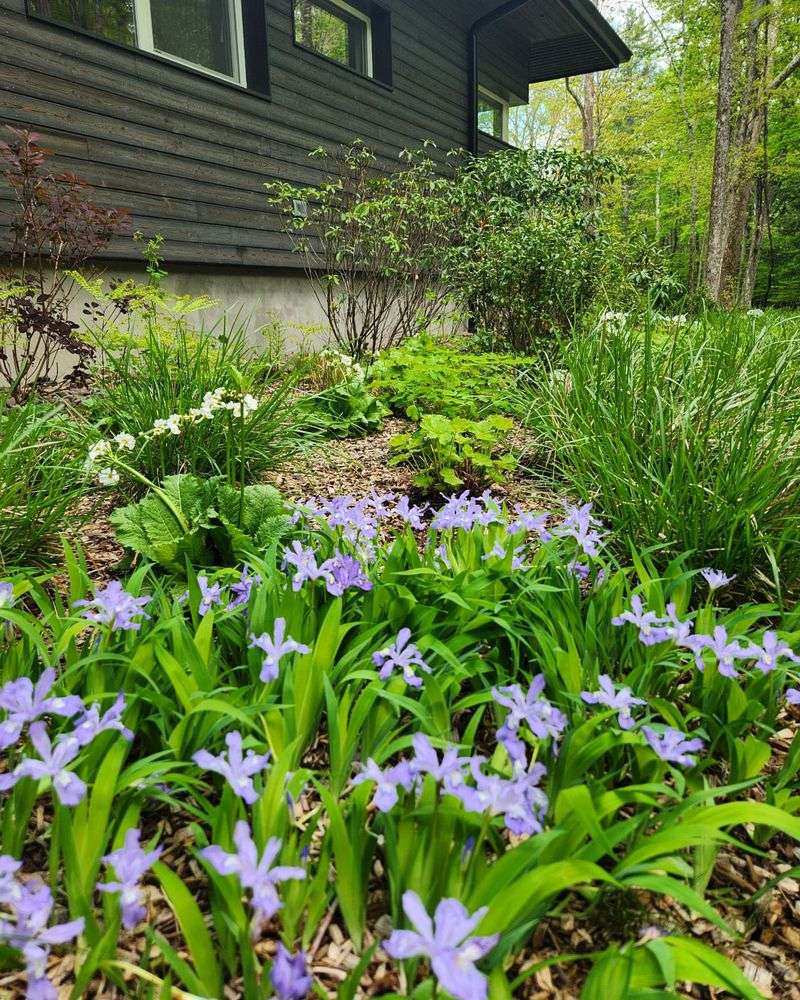 Dwarf Crested Iris