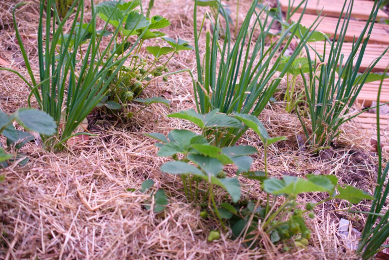 Companion planting with strawberrie, onions, garlic and mulch (featured image)