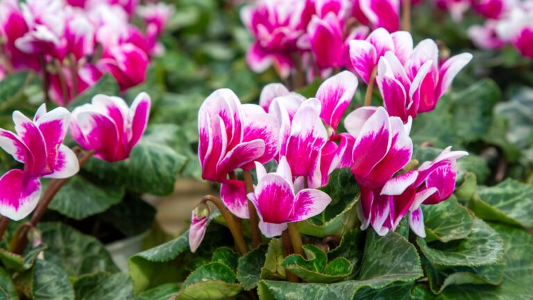 cyclamen