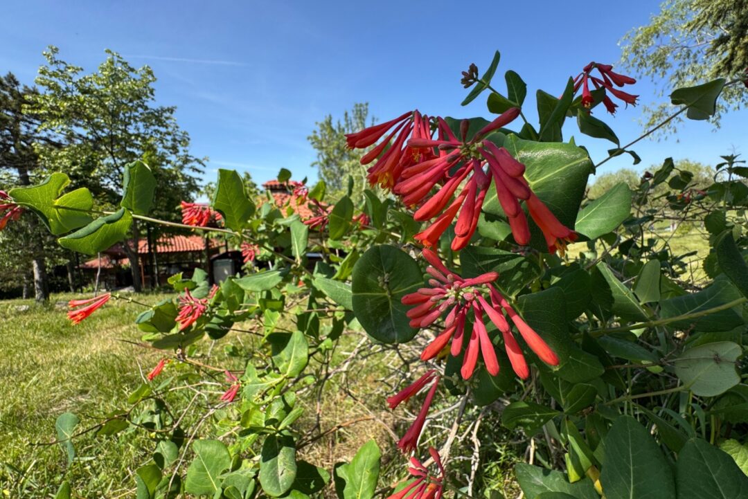 Native Fall The Best Native Plants For Migrating Birds In Fall In Louisiana