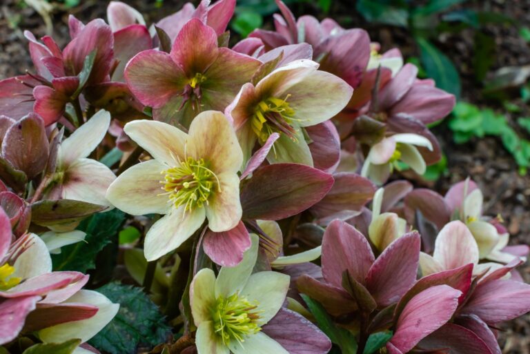 hellebores