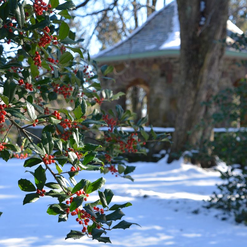 American Holly